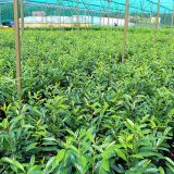 Kirschlorbeer Genolia �