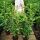 Kirschlorbeer Genolia ® Containerpflanzen 80-100 cm