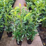 Kirschlorbeer Genolia ® Containerpflanzen 100-120 cm