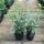 Kirschlorbeer Genolia ® Containerpflanzen 40-60 cm