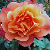 Strauchrose Westerland ®