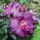 Veilchenblau Ramblerrose