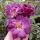 Veilchenblau Ramblerrose