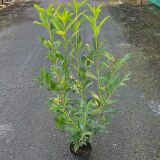 Kirschlorbeer Caucasica Containerpflanzen 120-140 cm