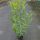 Kirschlorbeer Caucasica Containerpflanzen 120-140 cm