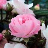 Perennial Blush &reg; Ramblerrose