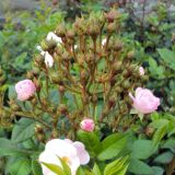 Perennial Blush ® Ramblerrose