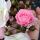 Perennial Blush ® Ramblerrose