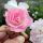 Perennial Blush ® Ramblerrose