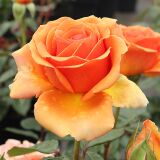 Garantiert hervorragende Qualität beim Rosenkauf