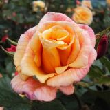 Kordes Rose Aloha ® Kletterrose