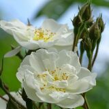 Sehr schöne Rambler-Rose