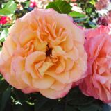 Augusta Luise &reg; Edelrose