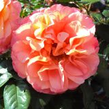 Augusta Luise &reg; Edelrose