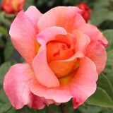 Augusta Luise ® Edelrose