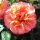 Augusta Luise ® Edelrose