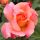 Augusta Luise ® Edelrose