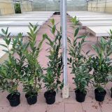 Kirschlorbeer Herbergii Containerpflanzen 100-120 cm
