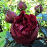 Red Eden Rose ® Strauchrose