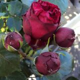 Red Eden Rose ® Strauchrose