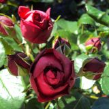 Red Eden Rose ® Strauchrose