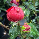 Red Eden Rose ® Strauchrose