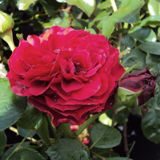 Red Leonardo da Vinci ® Beetrose