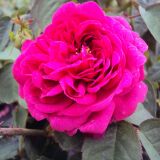 Rose de Resht Historische Rose