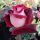 Osiria ® Edelrose