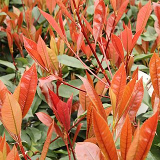 glanzmispel hecke red robin Glanzmispel 'Red Robin' (x3) - Photinia fraseri Red Robin main image 1