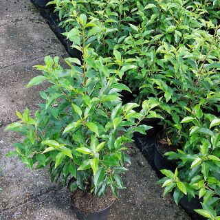 Portugiesischer Kirschlorbeer Containerpflanzen 40-60 cm