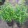 Portugiesischer Kirschlorbeer Containerpflanzen 40-60 cm