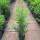 Portugiesischer Kirschlorbeer Containerpflanzen 100-120 cm