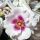 Eyes For You ® PEJbigeye ® Strauchrose