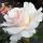 Princess of Wales ® Hardinkum ® Englische Rose