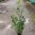Kirschlorbeer Herbergii Containerpflanzen 120-140 cm
