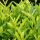 Kirschlorbeer Goris Gold ® Containerpflanzen 60-80 cm