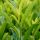 Kirschlorbeer Goris Gold ® Containerpflanzen 80-100 cm