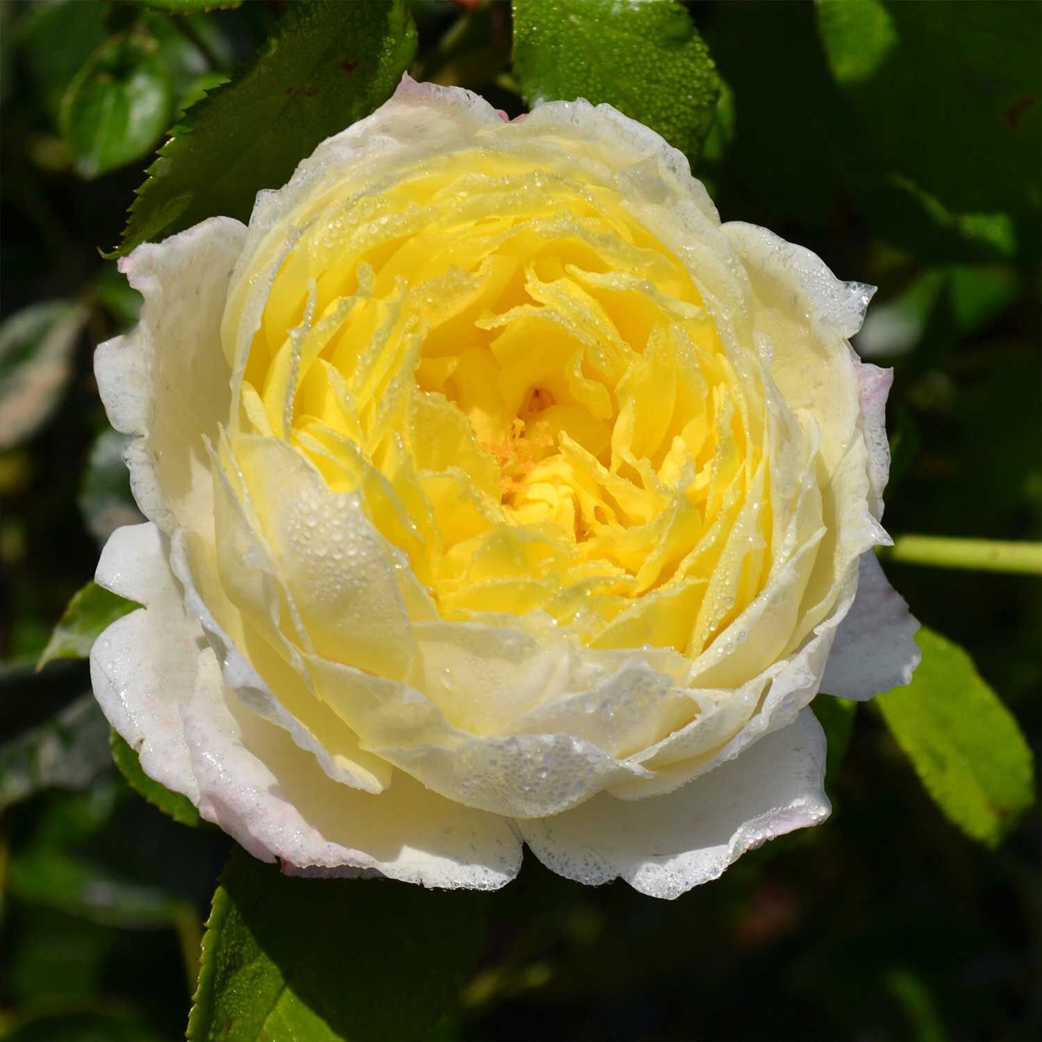 Kletterrose /"Amnesty International®/",1 Pflanze