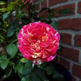 Camille Pissarro &reg; delstricol Edelrose