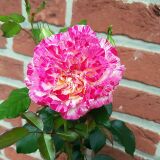 Camille Pissarro &reg; delstricol Edelrose