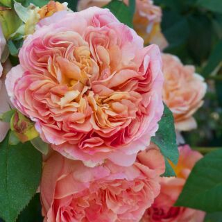 Papi Delbard ® delaby Kletterrose
