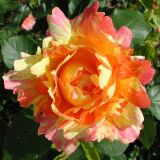 Rose des Cisterciens &reg; delarle Strauchrose