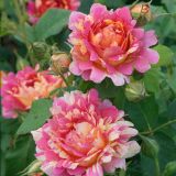 Rose des Cisterciens ® delarle Strauchrose