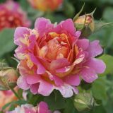 Rose des Cisterciens ® delarle Strauchrose