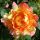 Rose des Cisterciens ® delarle Strauchrose