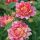 Rose des Cisterciens ® delarle Strauchrose