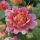 Rose des Cisterciens ® delarle Strauchrose