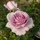 La Rose du Petit Prince (Rose Synactif) ® delgramau Strauchrose