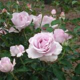 La Rose du Petit Prince (Rose Synactif) &reg; delgramau...